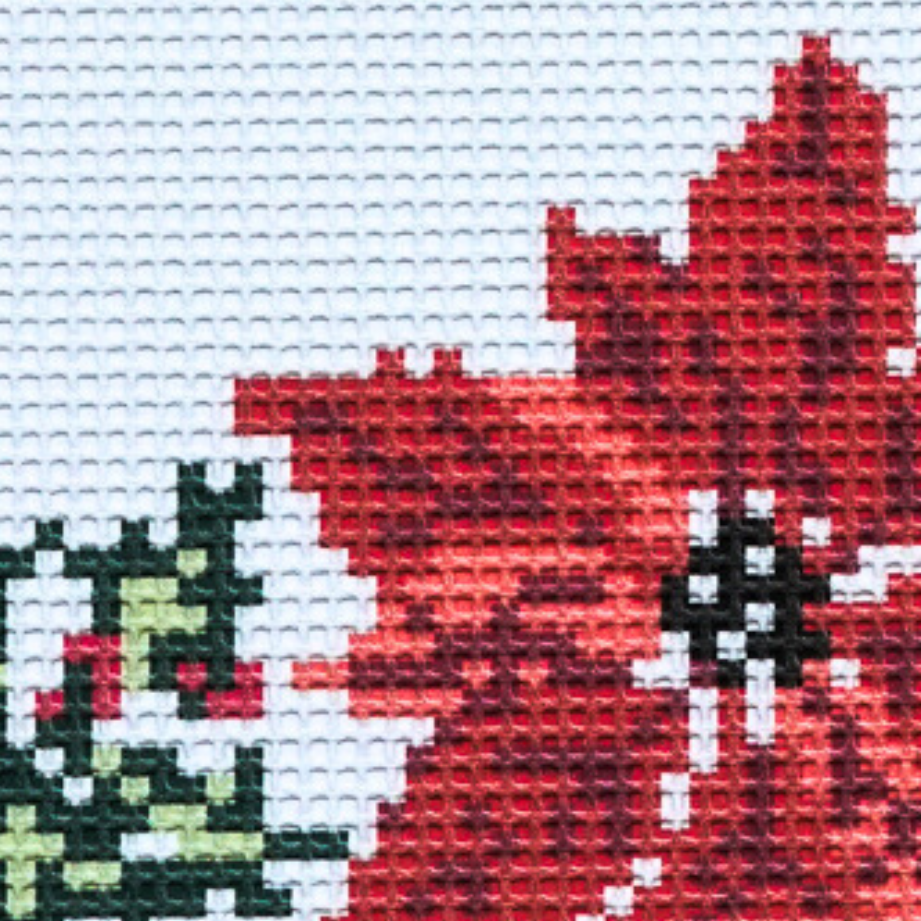 Poinsettia