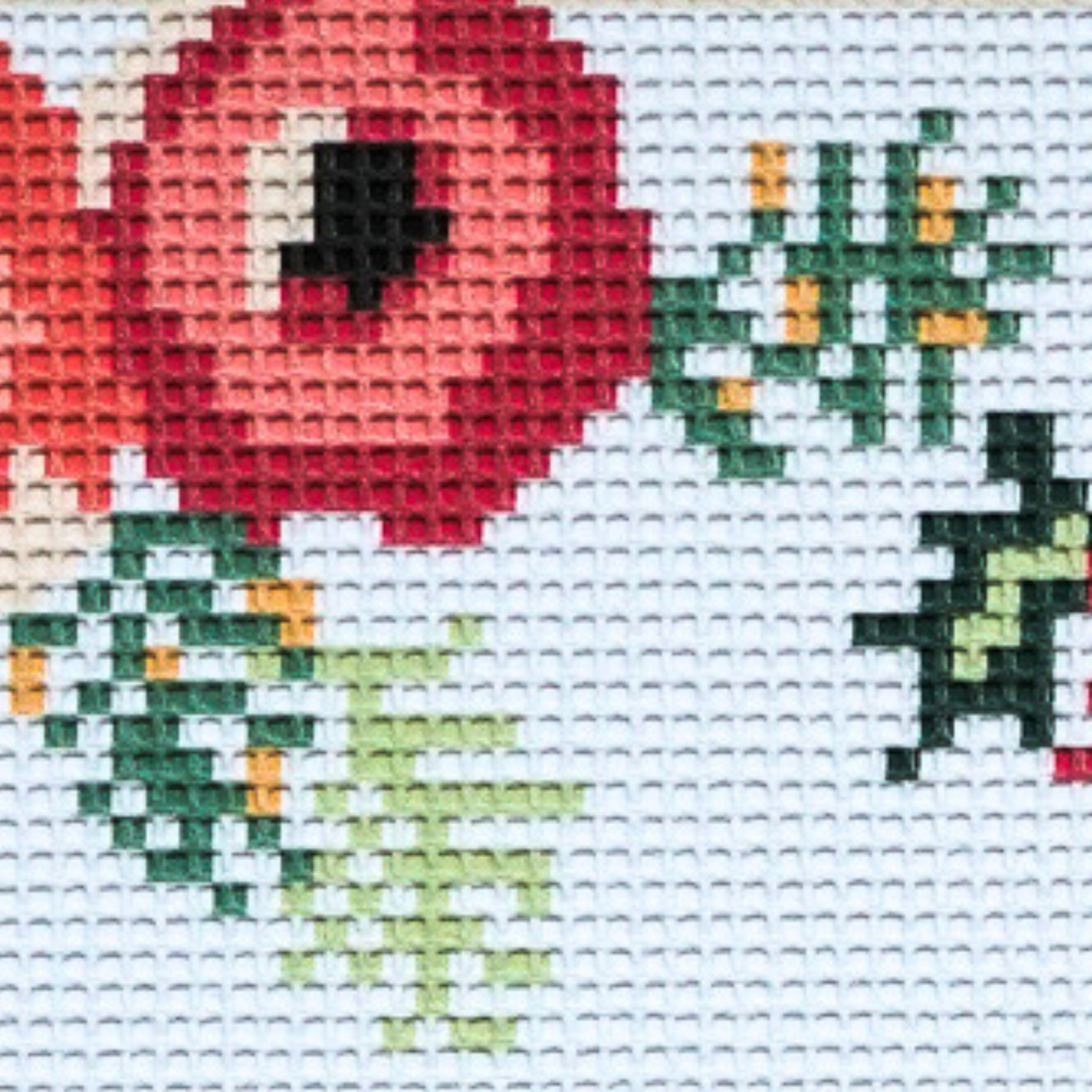 Poinsettia